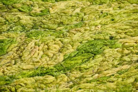 Green algae growing on water surface creating texture Stock-Fotos