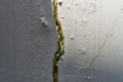 Green algae growth inside a deep crack on a white wall 스톡 사진
