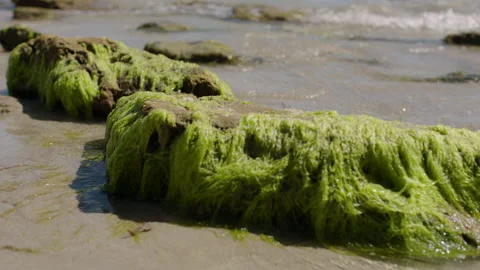 Green algae growth on rock, waves at beach, Australia, SA, Blowhole Beach Stock Footage 236365066
