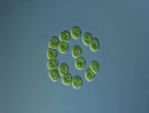 Green algae at high magnification under the microscope 库存照片