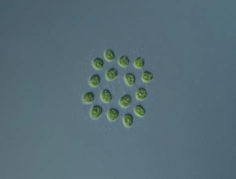 Green algae at high magnification under the microscope Stock Photos