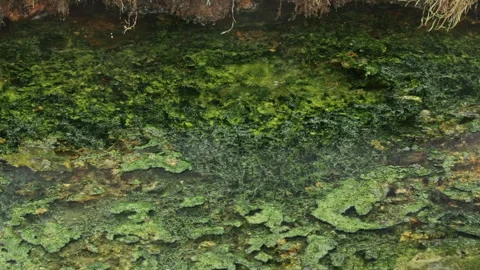Green Algae on Hot Spring Water Surface Stock Footage 319703551