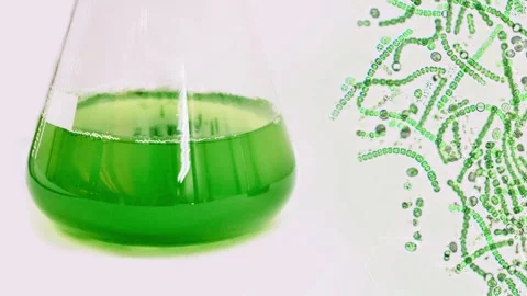Green algae laboratory culture in flask with microscopic view on background. Stock Footage 344996453