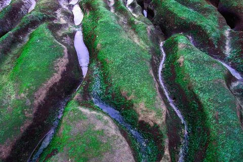 Green Algae on Laomei Reef Grooves, Taiwan. Stock Photos