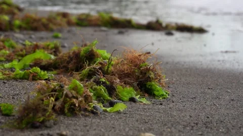 Green algae lie on the sand on the beach. View from above Vídeo Stock 131073361