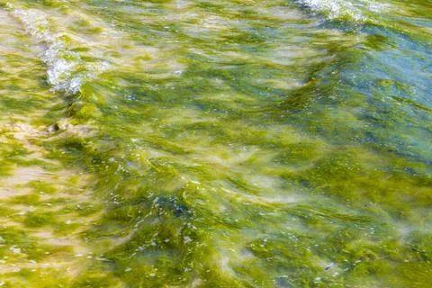 Green algae mixed with sand beach organic texture eco background. Stock Photos