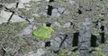 Green algae moss swimming on water with tree reflections in spring season 4k or 4k+ Resolution
