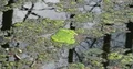 Green algae moss swimming on water with tree reflections in spring season 4k or 4k+ Resolution