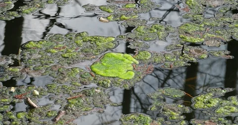 Green algae moss swimming on water with tree reflections in spring season Stock Footage 105598659