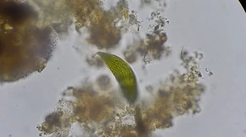 Green algae movements under microscope, magn 400x Stock-Footage 54612673