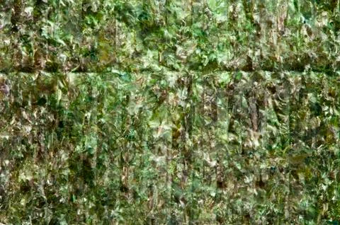 Green algae nori Stock Photos
