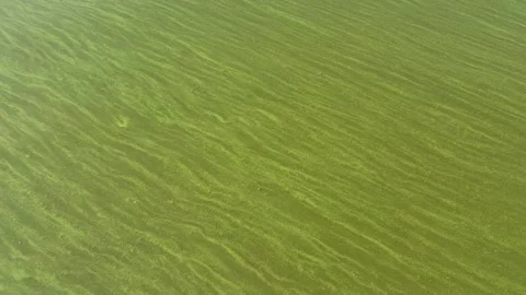 Green algae or duckweed on the river surface Stock Footage 346018892