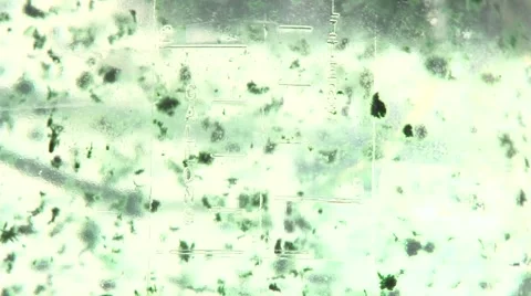 Green algae particles floating inside their nutrient medium. Stock Footage 4801135