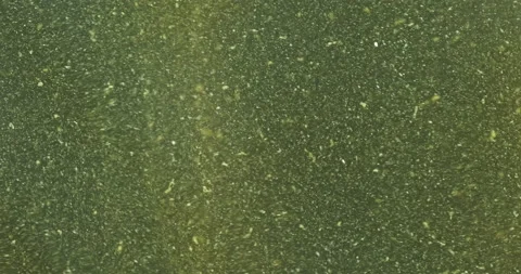 Green algae particles in river water in ... | Stock Video | Pond5