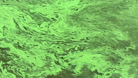 Green algae pattern background. Stock Footage 158895307