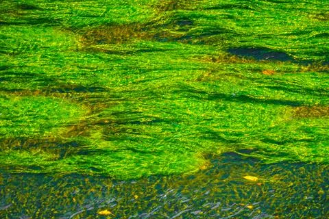 Green algae pattern in a clear stream Stock Photos