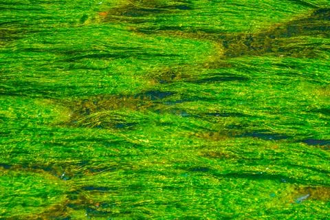 Green algae pattern on the river surface Stock Photos