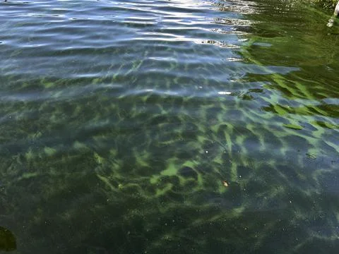 Green algae patterns beneath rippling lake surface at golden hour, sunlit Stock Photos