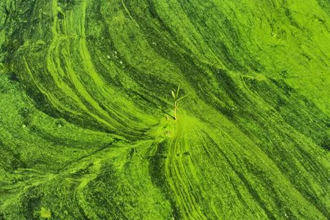 Green Algae Patterns On Water Surface Stock Photos