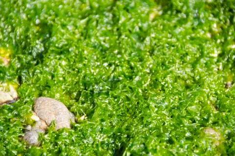 Green algae Stock Photos