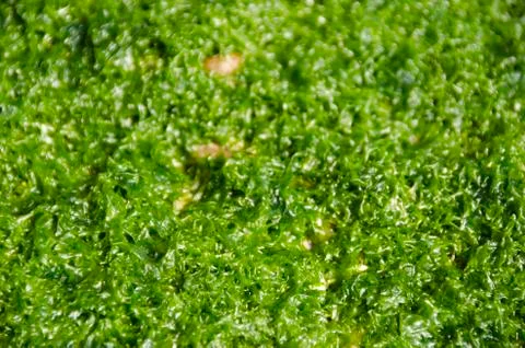 Green algae Stock-Fotos