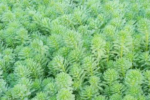 Green algae Stock Photos