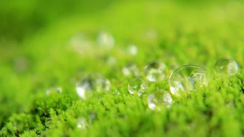 Green algae Stock Photos