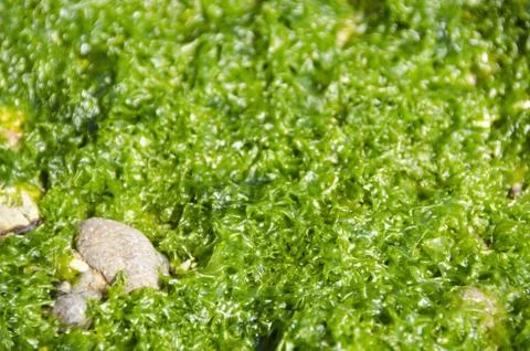Green algae Foto stock