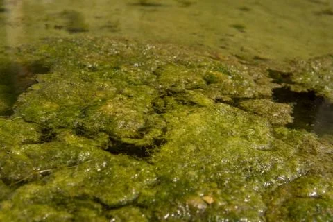 Green algae Stock Photos