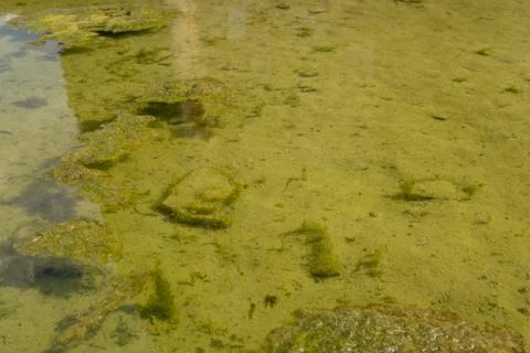 Green algae Foto stock