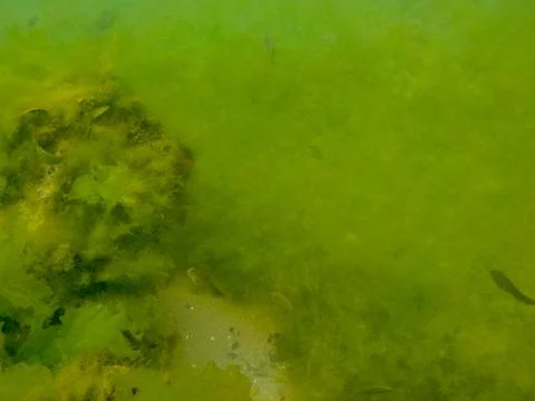 Green algae Stock Photos