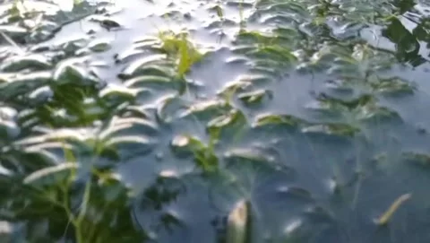 Green algae plants are visible in the still flowing water. Stock Footage 323956806
