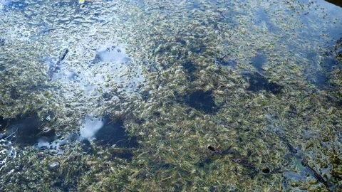 Green algae on the polluted pond water Video stock 94362577