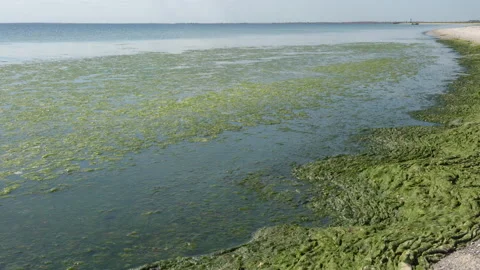 Green algae polluted sea Video stock 115527866