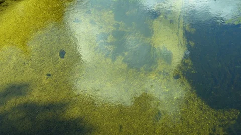 Green algae on the polluted water with reflection Video stock 94431216