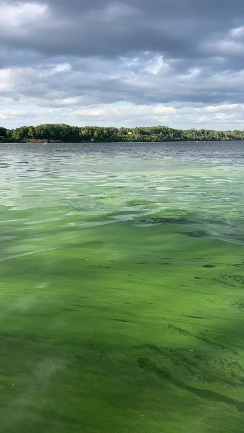 Green algae pollution on a water surface. Ecological concept Stock Footage 315214627