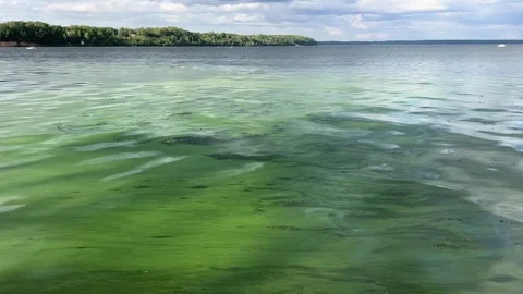 Green algae pollution on a water surface. Ecological concept Stock Footage 315214643