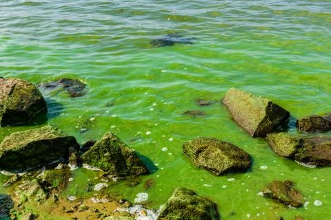 Green algae pollution on the water surface. Ecological concept Stock Photos
