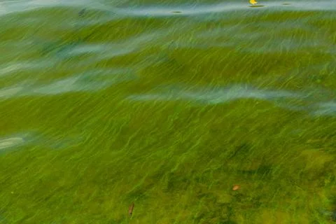 Green algae pollution on the water surface. Ecological concept Stock Photos