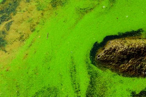 Green algae pollution on the water surface. Ecological concept Stock Photos