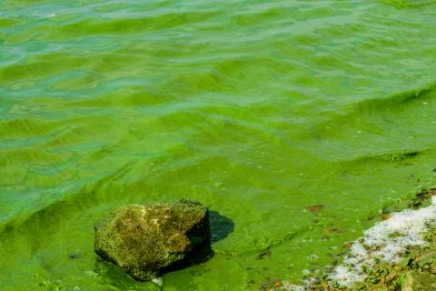 Green algae pollution on the water surface. Ecological concept Stock Photos