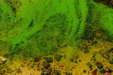 Green algae pollution on the water surface. Ecological concept Stock Photos