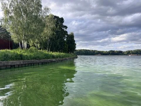 Green algae pollution on a water surface. Ecological concept Stock Photos