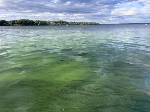 Green algae pollution on a water surface. Ecological concept Stock Photos