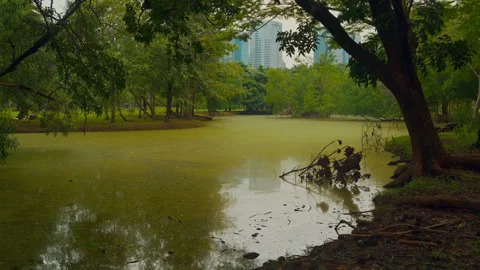 Green algae pond with city skyline, Bangkok park Stock Footage 321008500
