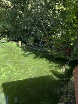 Green algae pond water with stone post in quiet urban park garden, sunlight Stock Photos