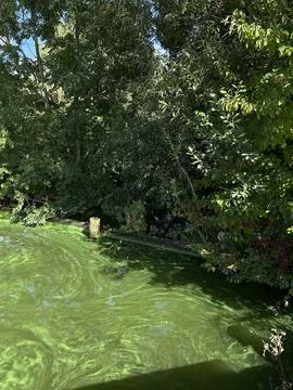 Green algae pond water with stone post in quiet urban park garden, sunlight Stock Photos