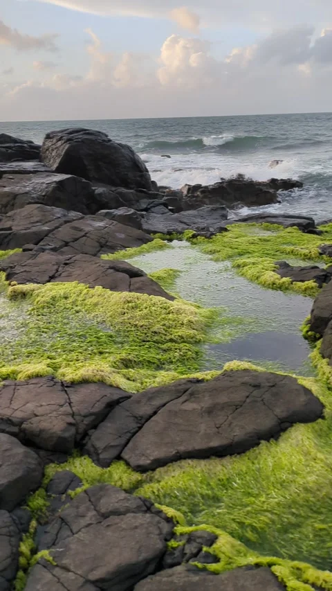 Green algae in port stewart northern ireland Stock Footage 288113869