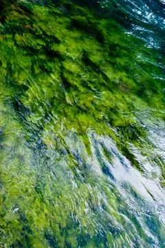 Green algae river Stock Photos