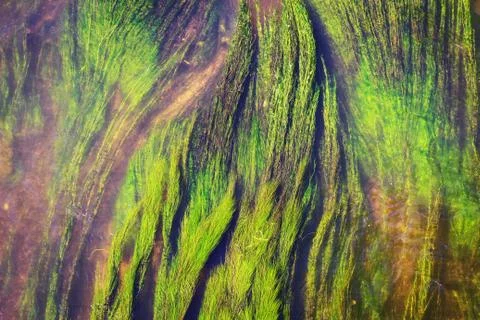 Green algae in river Stock Photos
